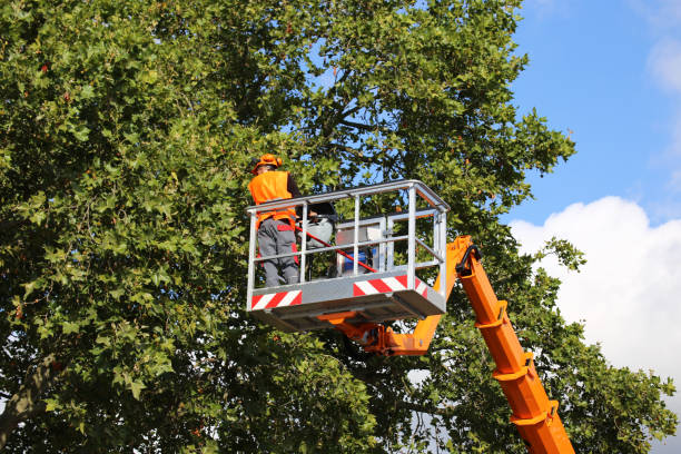 Large Tree Removal